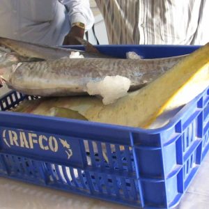 king fish