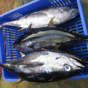 Yellow fin Tuna