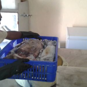 Whole Squid