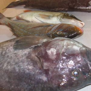 Emperor fish &Grouper