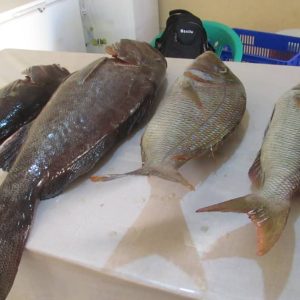Grouper &Emperor fish