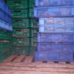 Fillet Fish Trukfreezer Storage