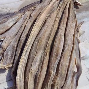 Salted Dry Shark