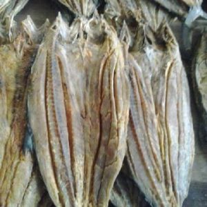 Salted Dry Shark